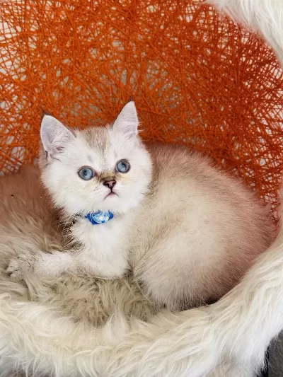British Shorthair Silver Point