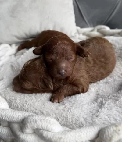 Ultra A Kaliteli Toy Poodle Bebekler