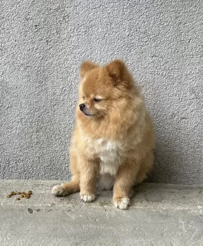 0 Boy Pomeranian Oğlumuz Yeni Yuvasını Arıyor