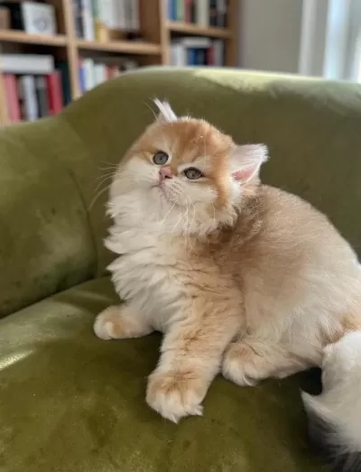 Show Kalite Soyu Belli British Longhair Golden Yavru