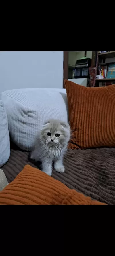 Son Scottish Fold Yavrumuz Teslime Hazır