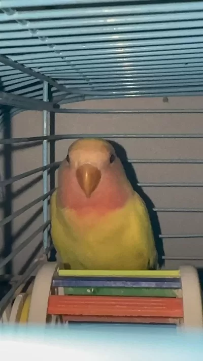 1 Aylık Papağanımız Yeni Yeme Düştü