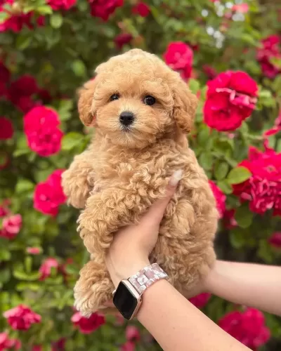 Maltipoo Köpeklerimiz