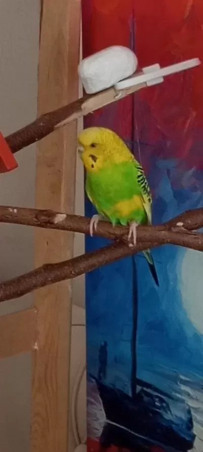 Dişi Muhabbet Kuşu Uyguna Vericem