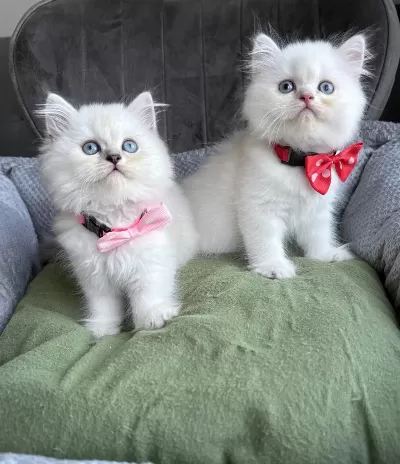 Kaliteli Silver Point British Longhair Bebekler