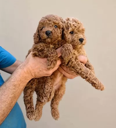 Toy Poodle İrk Garantili Yavrular