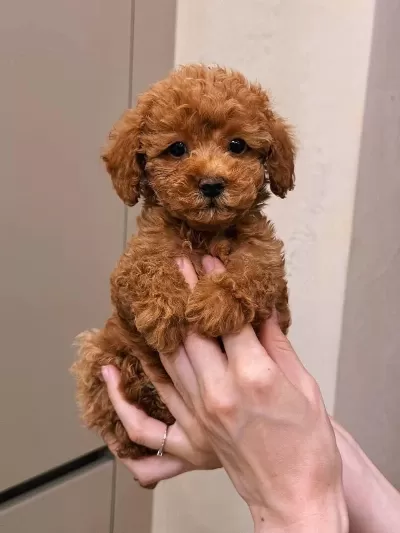 Toy Poodle Yavrularımız
