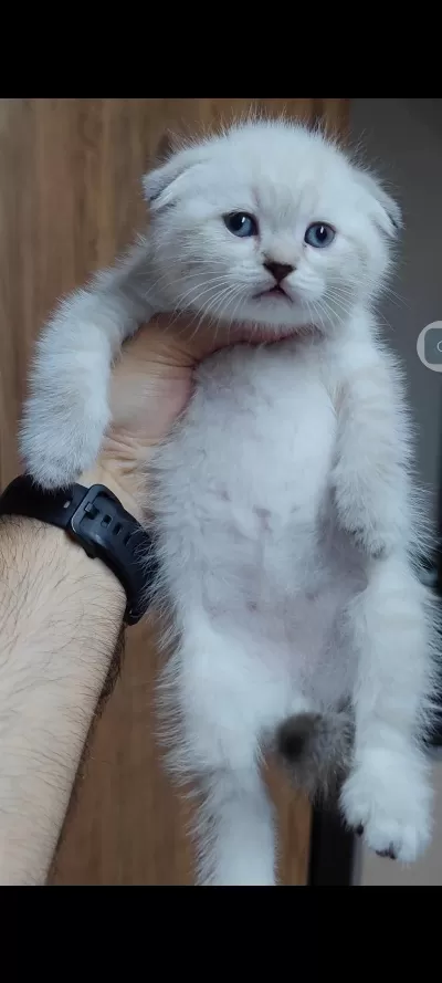 Scottish Fold Kedisi İçin Ulaşınız