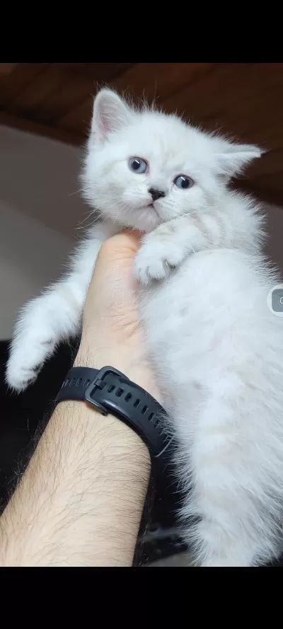 Harika British Shorthair