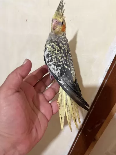 Tam 59 Günlük Oyun Hamuru Sultan Bebek