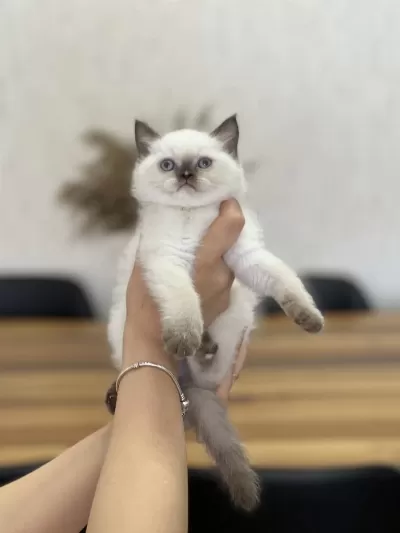 Chocalate Point British Shorthair Yavrum