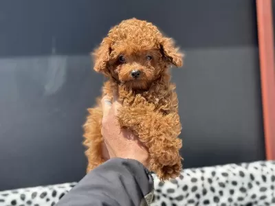 Petmode Den 4 Aylık 700 Gr Tea Cup Kore Poodle