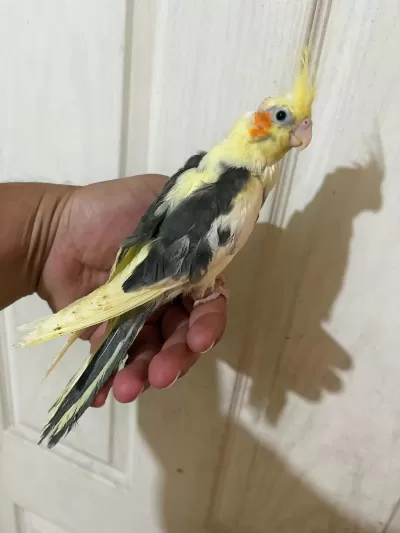 40 Günlük Full Evcil Pied Renk Bebek Sultan