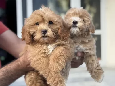 Petmode Köpek Çiftliğinden Mini Maltipoo Yavrular