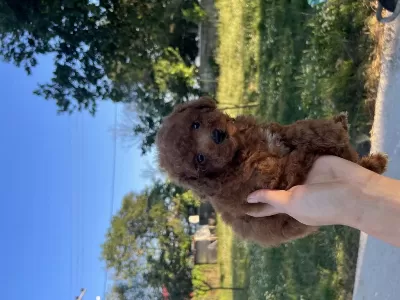 Orjinal Minyatür Toy Poodle Yavrular