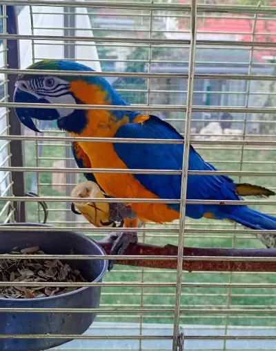 Sağlıklı Ara Macaw Papağanı