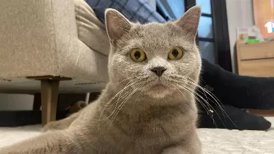 British Shorthair Ücretsiz Yuva Arıyorum