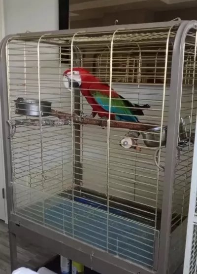 Red Green Macaw Papağanı