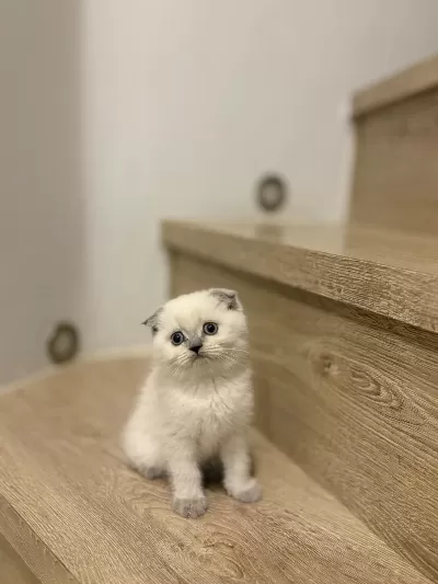 Scottish Fold Blue Point Yavrularim