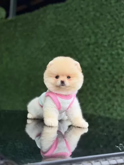 Karbeyaz Pomeranian Boo