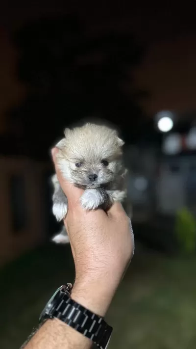 Sağlık Ve İrk Garantili Pomeranian Yavrularımız