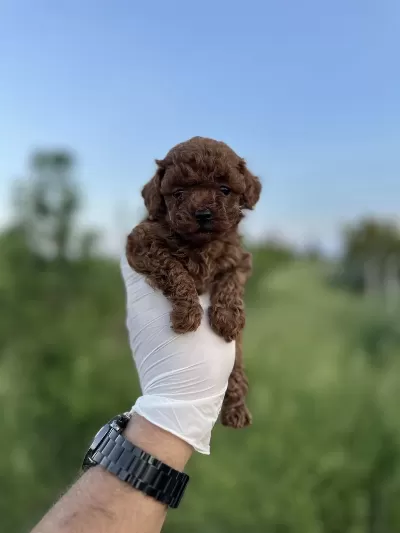 Sağlık Ve İrk Garantili Toy Poodle Yavrularımız
