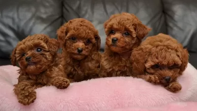 Toy Poodle Kore Kan Yavrular Sıfır Boy
