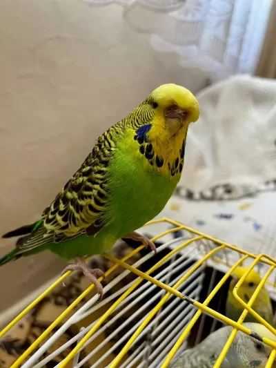 Toplu 6 Adet Muhabbet Kuşu