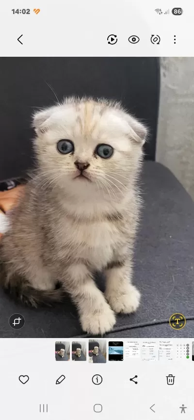 Mükemmel Scottish Fold Bebeklerim