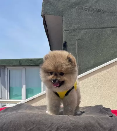 Ayıcık Surat Pomeranian
