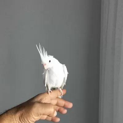 90 Günlük Albino Sultan Papağanı