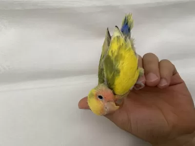 El Besleme Full Evcil Papağanımız