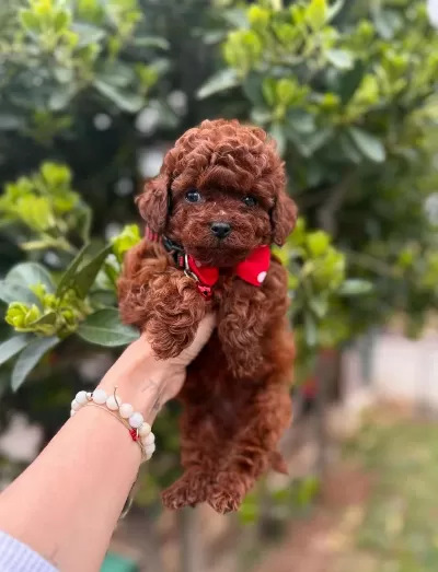 Sevimli Toy Poodle Yavrularımız