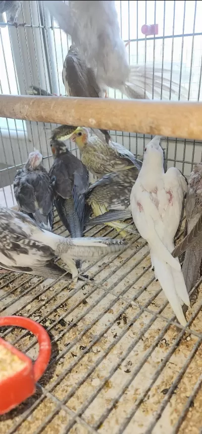 Yeni Sultan Bebekler Yeme Düştü