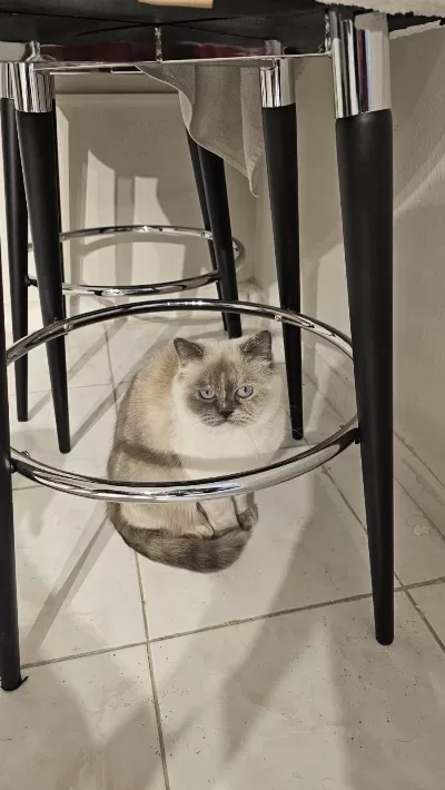 Blue Point British Shorthair Ücretsiz
