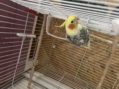 Evcil Konuşan Erkek Sultan Papağanı