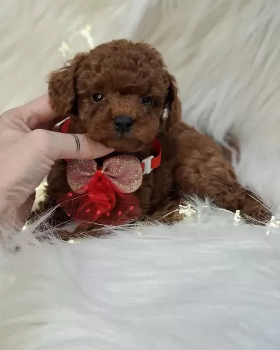 Toy Poodle Yavrularimiz