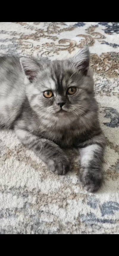 Biritish Shorthair Yavrular