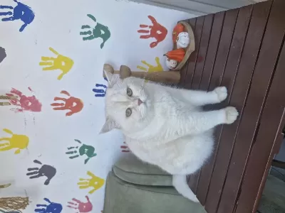 British Shorthair Pamuğa Yeni Yuva