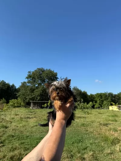 Yorkshire Terrier Teacup Bebekler