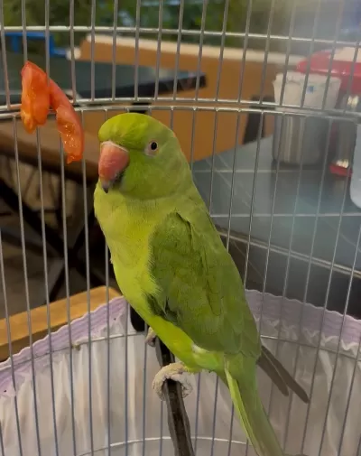 2 Aylık Pakistan Papağanı