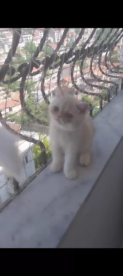 Saf Kan Exotic Shorthair Erkek Yavru
