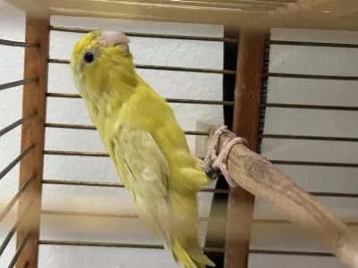 Lutino Forpus Papağani