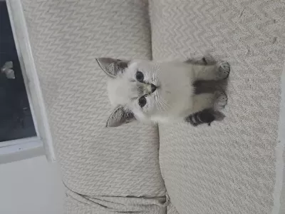 Minik British Shorthair