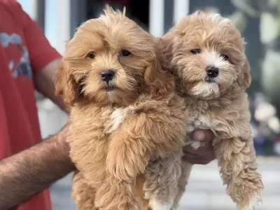 Wc Eğitimli Aşılı Pasaportlu Maltipoo Yavrularımız