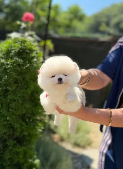 Ankaranın Tek Pet Danışmanlığı