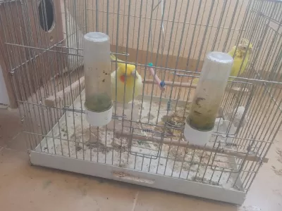 Kafesle Birlikte Sultan Papağanı Sahiplendirme