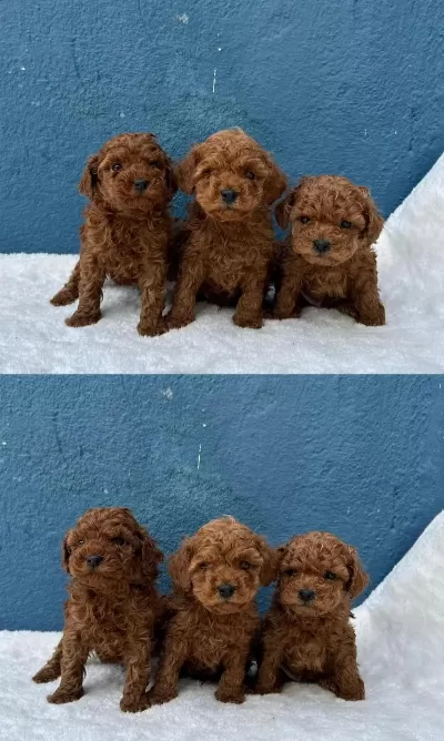 En İyisinden Poodle Bebekler
