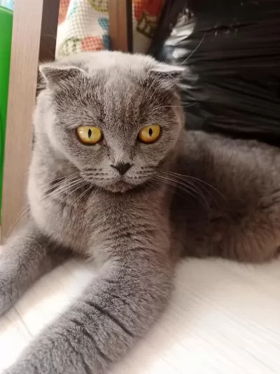 Sevimli British Shorthair Yavrular