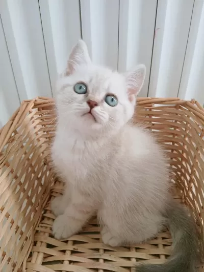 Mavi Gözlü Blue Point British Shorthair Yavrular